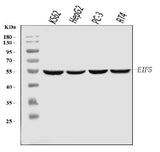 Anti-EIF5 Antibody Picoband® (monoclonal, 2F13C4 Boster Bio