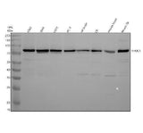 Anti-Nuclear Matrix Protein p84 Monoclonal Antibody Boster Bio