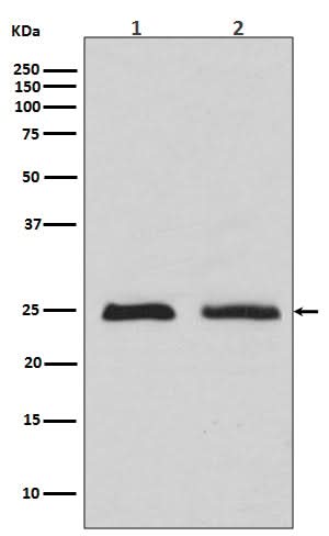 Anti-Rab4 RAB4A Rabbit Monoclonal Antibody Boster Bio