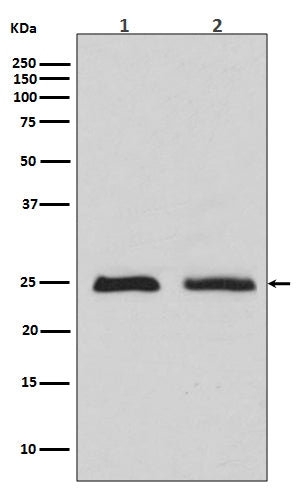 Anti-Rab4 RAB4A Rabbit Monoclonal Antibody Boster Bio