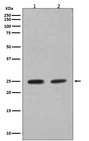 Anti-Rab4A/Rab4 Rabbit Monoclonal Antibody Boster Bio
