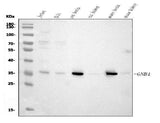 Anti-GNB1 Antibody Picoband® (monoclonal, 11F9 Boster Bio