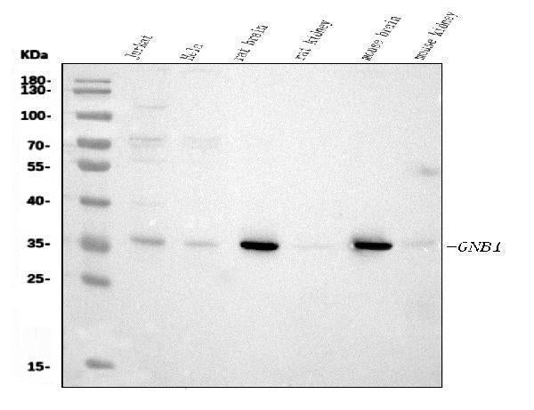 Anti-GNB1 Antibody Picoband® (monoclonal, 11F9 Boster Bio