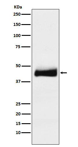 Anti-ORM1 Monoclonal Antibody Boster Bio