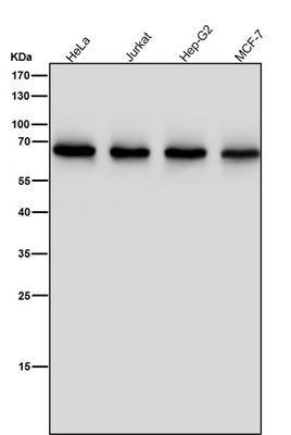 Anti-ENT2 Rabbit Monoclonal Antibody Boster Bio