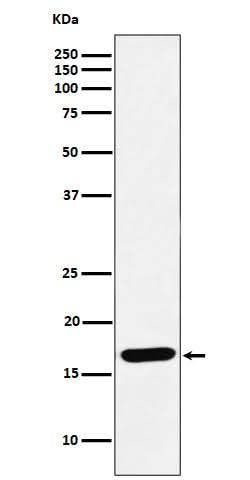 Anti-SFT Rabbit Monoclonal Antibody Boster Bio