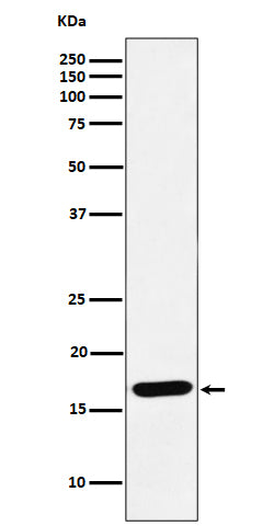 Anti-SFT Rabbit Monoclonal Antibody Boster Bio