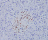 Anti-NKX2.2 Rabbit Monoclonal Antibody Boster Bio