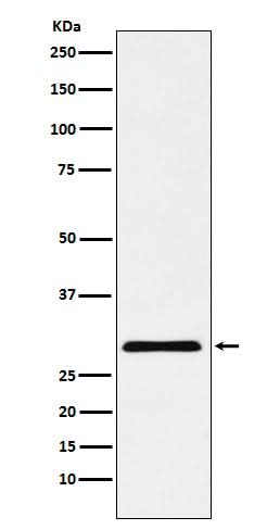 Anti-cbx7 Monoclonal Antibody Boster Bio