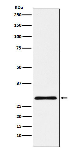 Anti-cbx7 Monoclonal Antibody Boster Bio