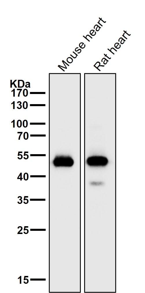 Anti-alpha Sarcoglycan Rabbit Monoclonal Antibody Boster Bio