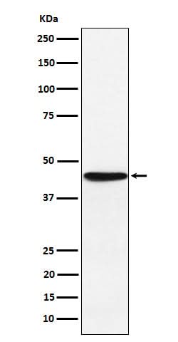 Anti-HLA F Rabbit Monoclonal Antibody Boster Bio