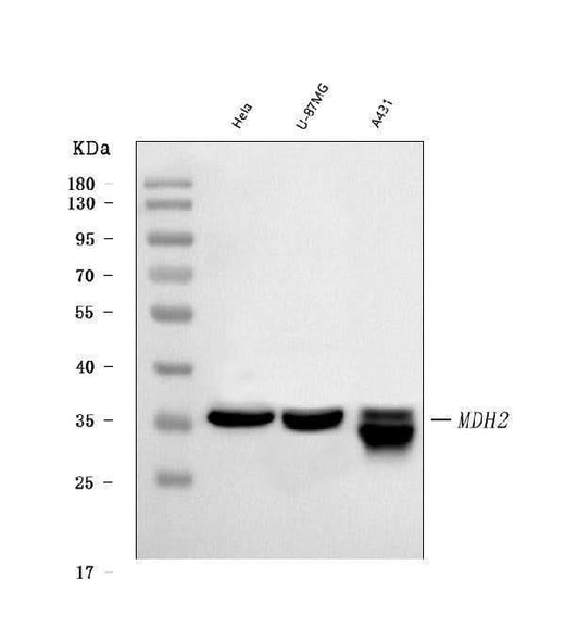 Anti-MDH2 Antibody Picoband® (monoclonal, 5D8C1 Boster Bio