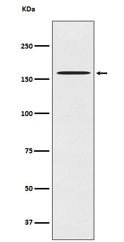 Anti-CLASP1 Rabbit Monoclonal Antibody Boster Bio