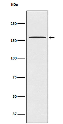Anti-CLASP1 Rabbit Monoclonal Antibody Boster Bio