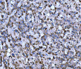 Anti-WDR1 Antibody Picoband® (monoclonal, 5C11C8 Boster Bio