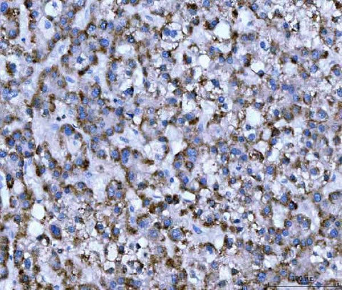 Anti-WDR1 Antibody Picoband® (monoclonal, 5C11C8 Boster Bio