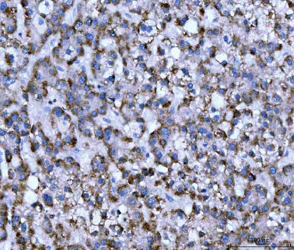 Anti-WDR1 Antibody Picoband® (monoclonal, 5C11C8 Boster Bio