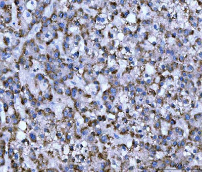 Anti-WDR1 Antibody Picoband® (monoclonal, 5C11C8 Boster Bio