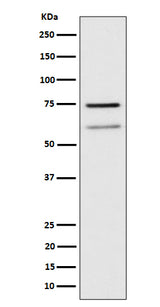 Anti-WDR1 Rabbit Monoclonal Antibody Boster Bio