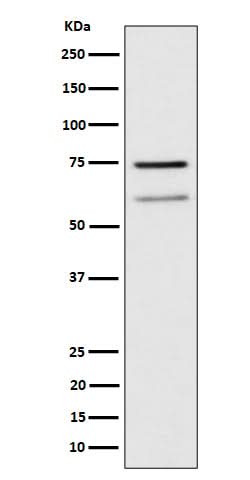 Anti-WDR1 Rabbit Monoclonal Antibody Boster Bio