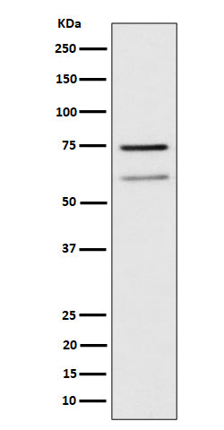 Anti-WDR1 Rabbit Monoclonal Antibody Boster Bio