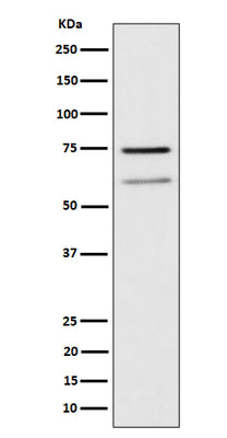 Anti-WDR1 Rabbit Monoclonal Antibody Boster Bio