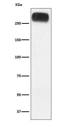 Anti-mGluR3 Rabbit Monoclonal Antibody Boster Bio