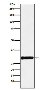 Anti-Annexin IV Rabbit Monoclonal Antibody Boster Bio