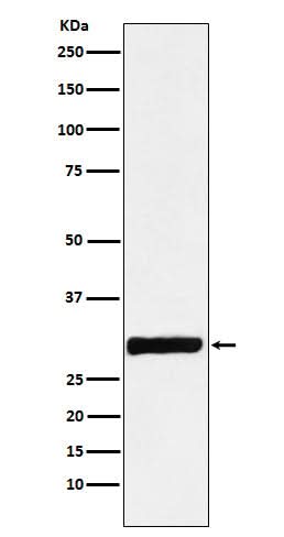 Anti-Annexin IV Rabbit Monoclonal Antibody Boster Bio
