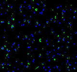 Anti-SynGAP Rabbit Monoclonal Antibody Boster Bio