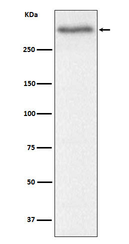 Anti-Versican Rabbit Monoclonal Antibody Boster Bio