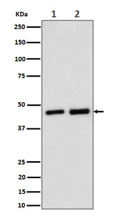 Anti-Annexin A7 Rabbit Monoclonal Antibody Boster Bio