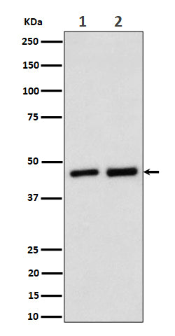 Anti-Annexin A7 Rabbit Monoclonal Antibody Boster Bio