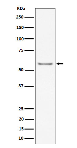 Anti-ICAM2 / CD102 Rabbit Monoclonal Antibody Boster Bio