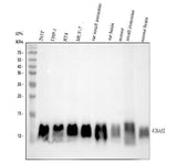 Anti-UBA52 Rabbit Monoclonal Antibody Boster Bio