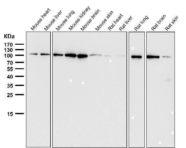 Anti-EXOC2 Rabbit Monoclonal Antibody Boster Bio