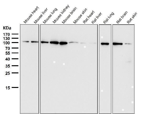 Anti-EXOC2 Rabbit Monoclonal Antibody Boster Bio