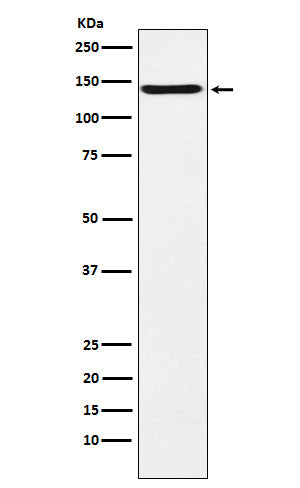 Anti-CNTN2 / TAG1 Rabbit Monoclonal Antibody Boster Bio