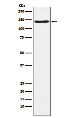Anti-CNTN2 / TAG1 Rabbit Monoclonal Antibody Boster Bio