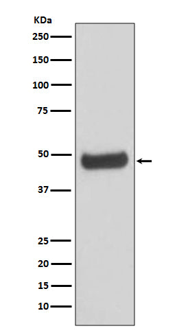 Anti-PKA 2 beta PRKAR2B Rabbit Monoclonal Antibody Boster Bio