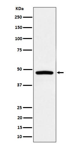 Anti-PREB Rabbit Monoclonal Antibody Boster Bio
