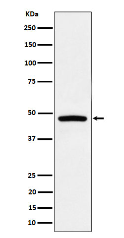 Anti-PREB Rabbit Monoclonal Antibody Boster Bio