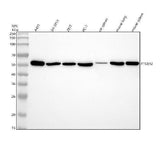 Anti-PTGER2 Monoclonal Antibody Boster Bio