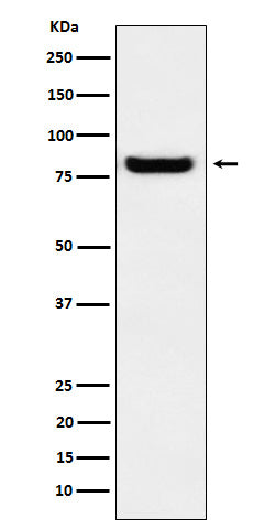Anti-GLU2B Rabbit Monoclonal Antibody Boster Bio