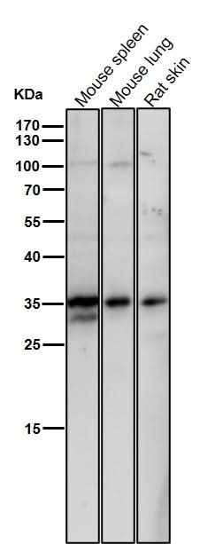 Anti-NEK7 Rabbit Monoclonal Antibody Boster Bio