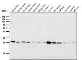 Anti-Peroxiredoxin 4 Rabbit Monoclonal Antibody Boster Bio