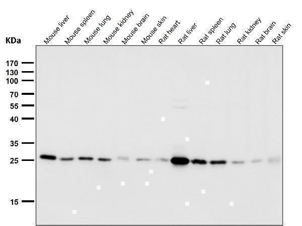 Anti-Peroxiredoxin 4 Rabbit Monoclonal Antibody Boster Bio
