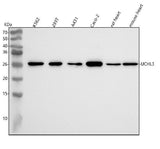 Anti-UCHL3 Rabbit Monoclonal Antibody Boster Bio