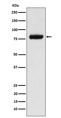 Anti-PLAP Rabbit Monoclonal Antibody Boster Bio